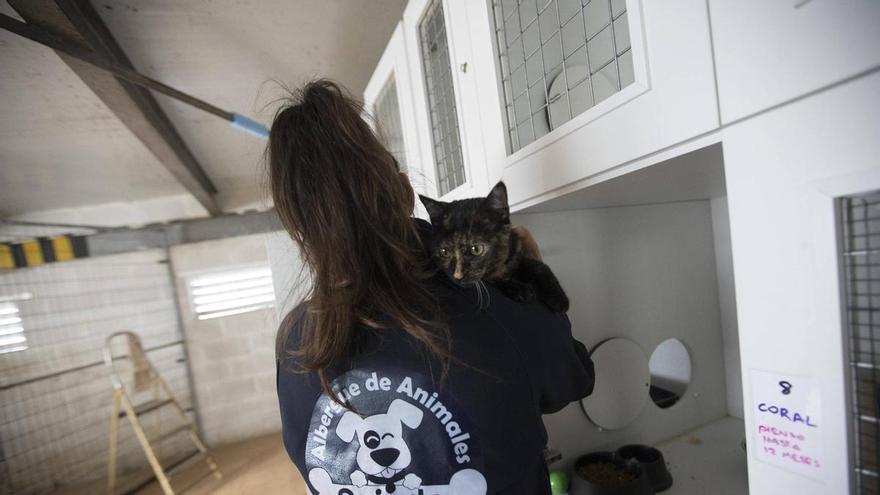 La Justicia desbloquea la adjudicación del albergue de animales de Oviedo mientras crece el rechazo de los colectivos animalistas contra Athisa, única empresa que sigue en la licitación