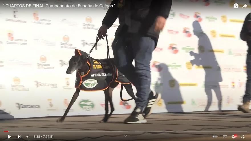 Zamora tendrá un semifinalista en el Nacional de Galgos