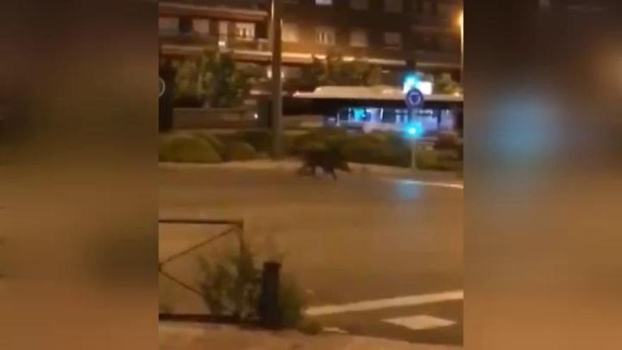 Los animales campan a sus anchas por las calles de las ciudades