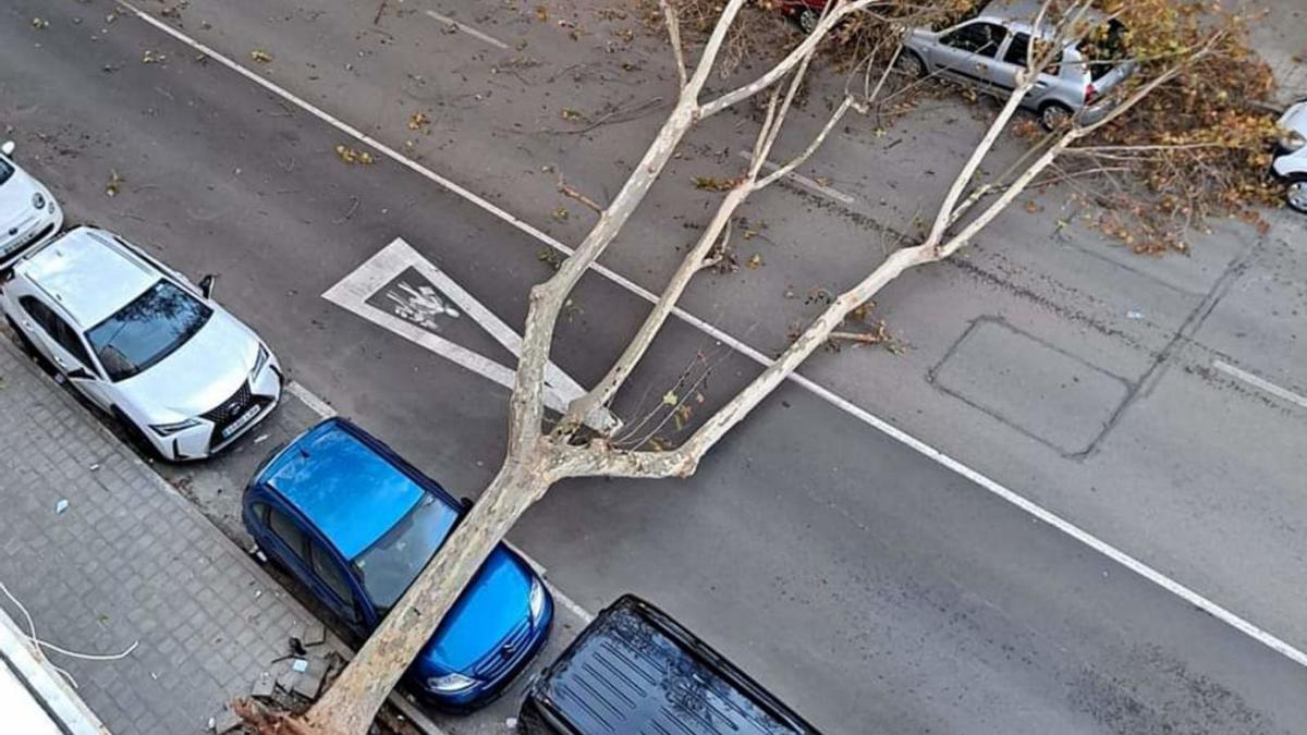 Un gran árbol cayó en la calle Gaspar Bennàssar, junto a la plaza de toros de Palma.