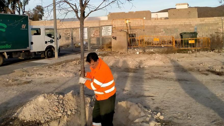 El Campello celebra el Día del Árbol con la plantación de 250 ejemplares