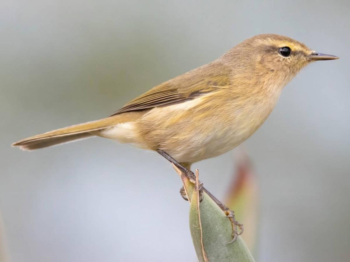 Mosquitero canario