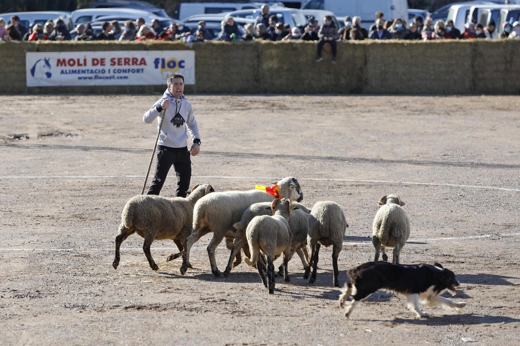 Fira de Sant Andreu de Torroella de Montgrí