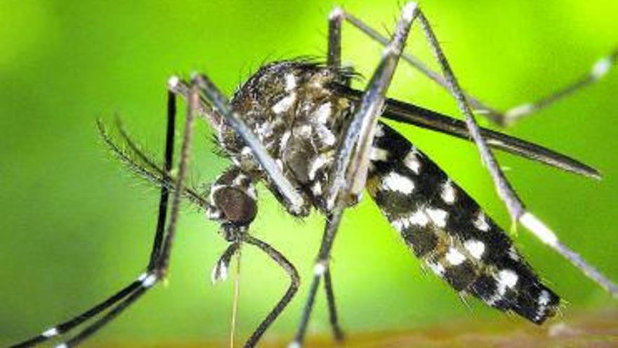 Confirmada la presencia del mosquito tigre también en Vigo