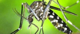Investigadores de la UVigo pondrán trampas en Tirán para controlar al mosquito tigre