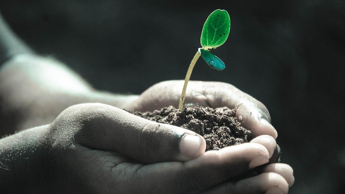 ¿Siempre se te mueren las plantas? Cuídalas con estos sencillos trucos