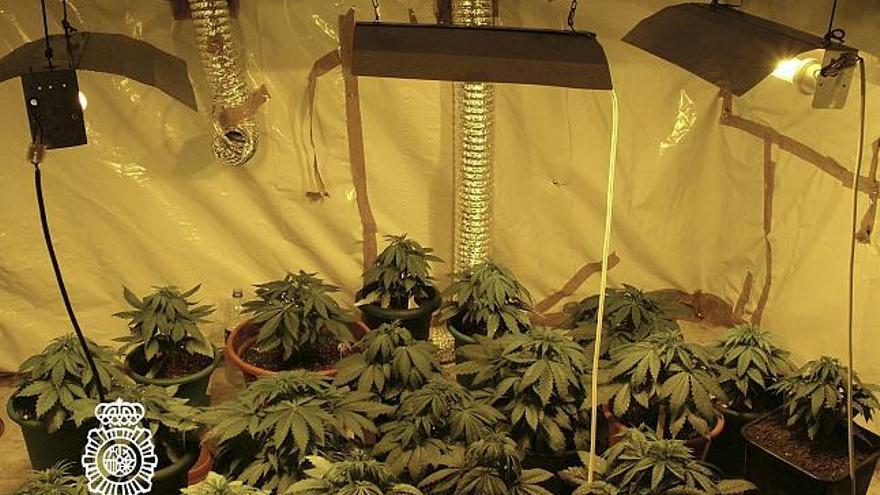 Funcionarios del Cuerpo Nacional de Policía han localizado, en la barriada de Cerro de Reyes, en Badajoz, un domicilio en el que han encontrado plantas de marihuana y casi tres kilos de esta droga en una operación en la que han sido detenidos siete hombres de edades comprendidas entre los 19 y 27 años.