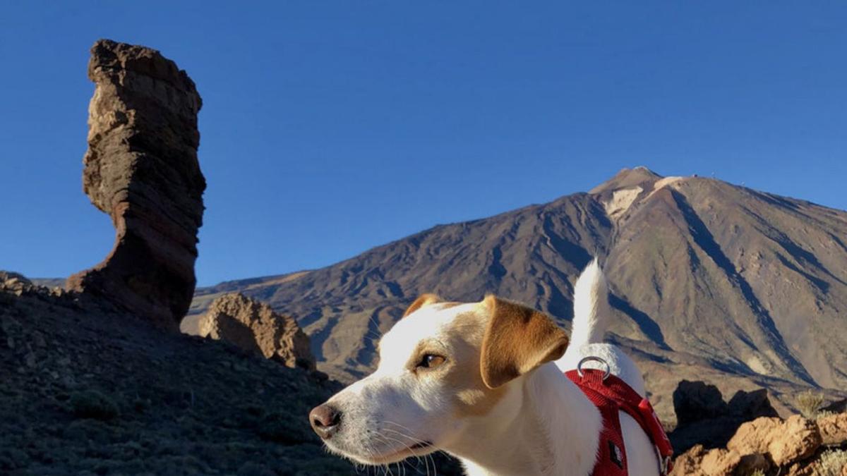 El famoso perro Pipper en el Teide.