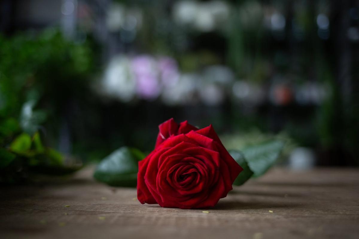 Una de las rosas de Sant Jordi que hoy llegarán a los hogares durante este confinamiento.
