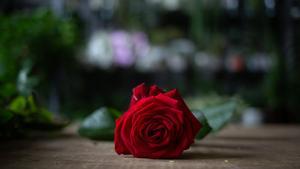 22/04/2020 Rosa por Sant Jordi durante su preparaciÃ³n en la FloristerÃ­a Pasanau, un dÃ­a antes del DÃ­a del Libro 2020 durante el segundo mes de confinamiento por la crisis del coronavirus, en Barcelona/Catalunya (EspaÃ±a) a 22 de abril de 2020.