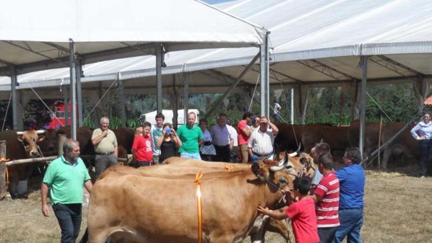 El lote de vacas campeonas de Cardín, ayer, en el desfile de Piedeloro.