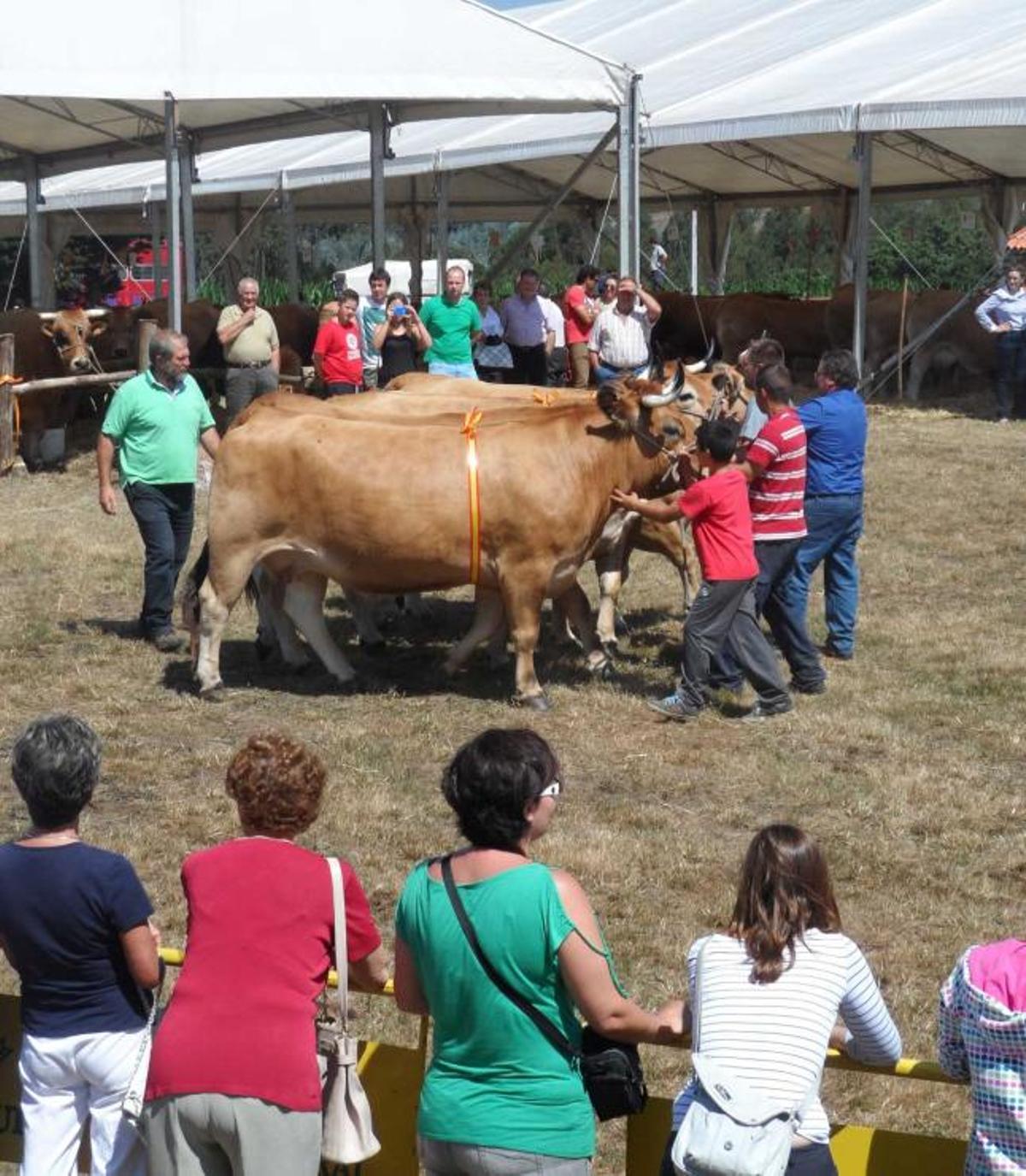 El lote de vacas campeonas de Cardín, ayer, en el desfile de Piedeloro.
