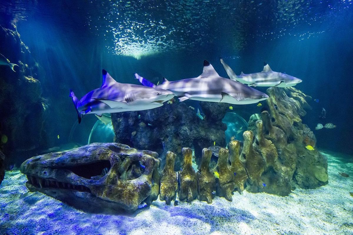 Tiburones en Sea Life.