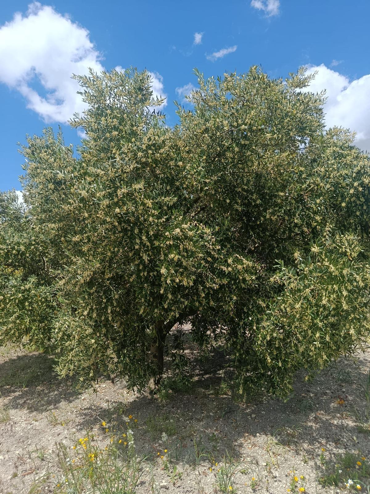 Un olivo en plena floración en la campiña cordobesa.