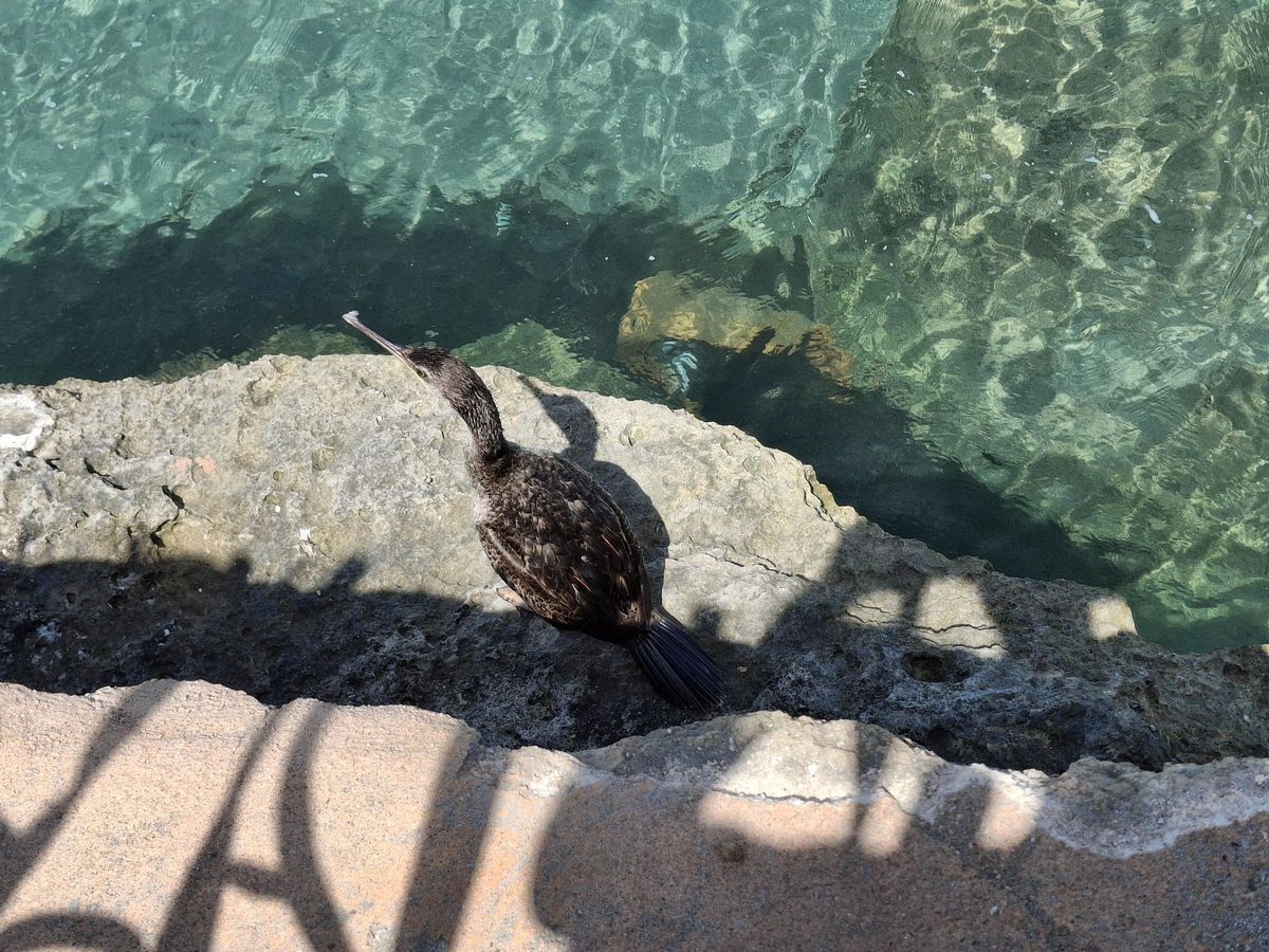 El cormorán que se posó en el muro de la playa del Arenal