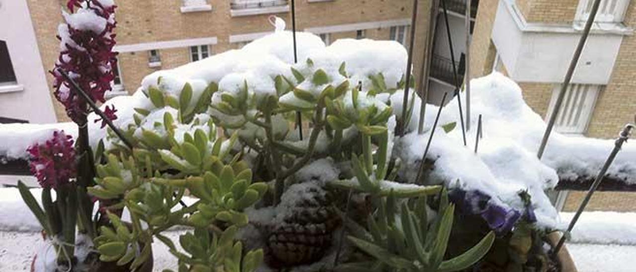 La meva jardinera amb la neu.