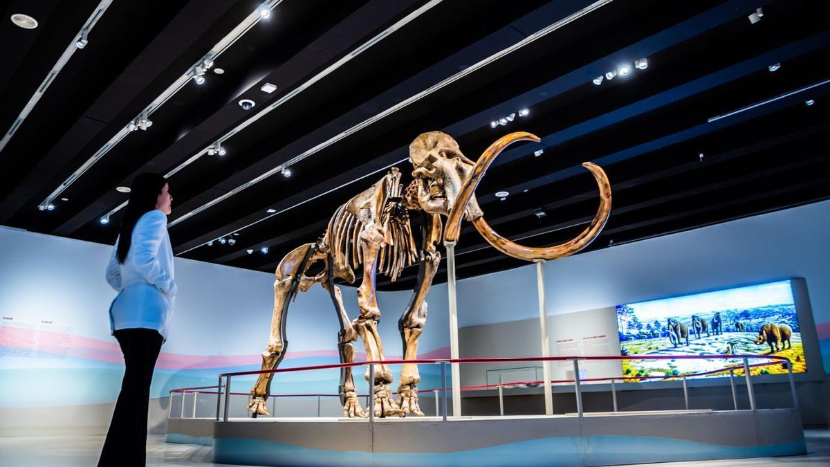 Auch ein echtes Fossil wird bei der Ausstellung rund um das Mammut im CaixaForum gezeigt. | FOTO: CAIXAFORUM