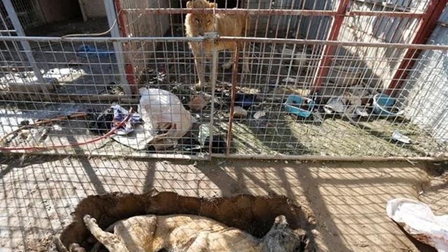 Los dos únicos animales que quedan vivos en el zoo de Mosul