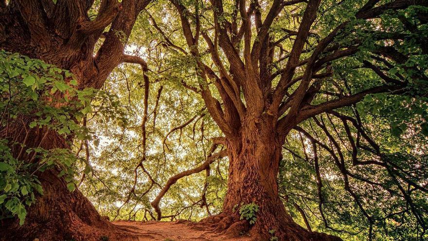 Los bosques huyen del calentamiento: migran hacia zonas más frías y húmedas