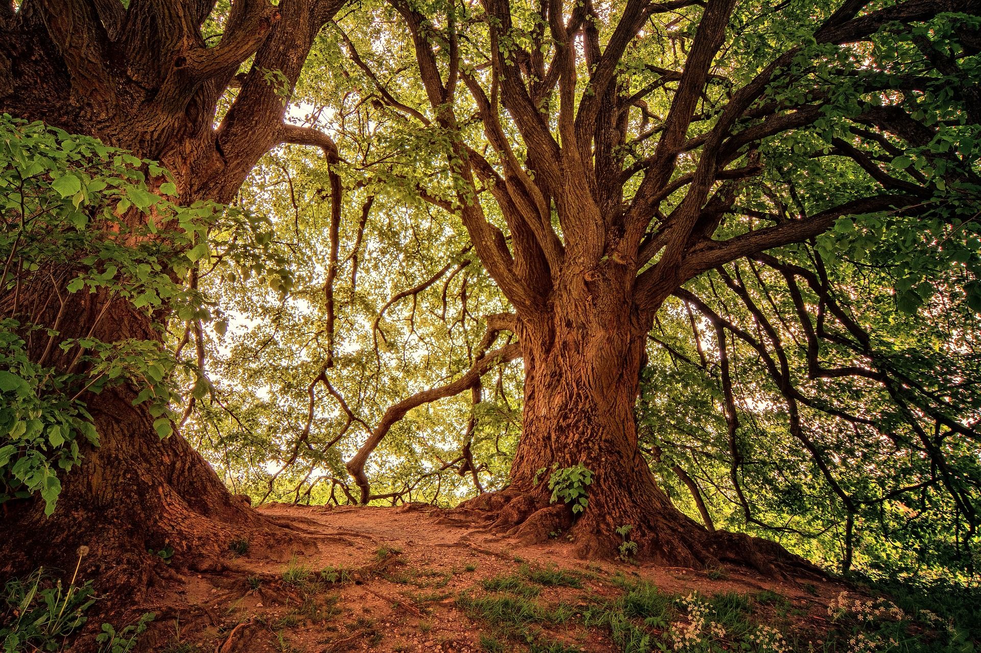 Bosque caducifolio.