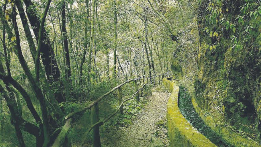 El bosque de Los Tilos, en San Andrés y Sauces (La Palma).