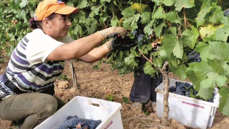 Vendimia: El origen de todo buen vino