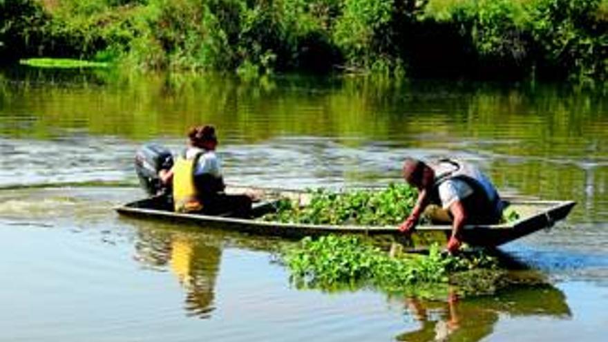 Los operarios de la CHG retiran al día 3 toneladas de camalote de Brazo Jamaco