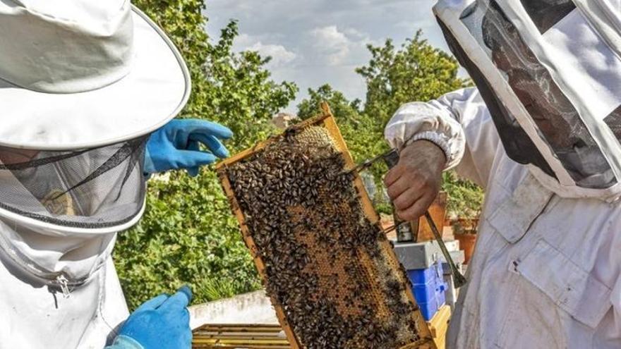 La apicultura extremeña pide ayudas urgentes tras una primavera extrema que ha dejado las colmenas debilitadas