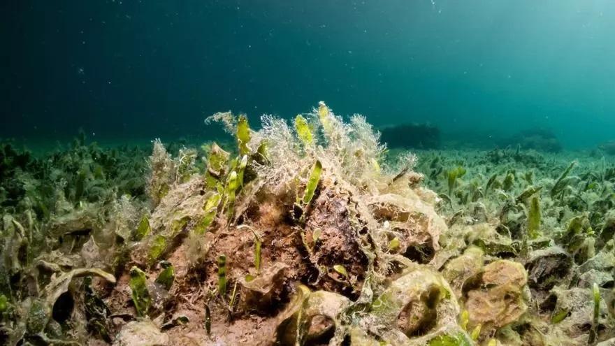 Enfermedades marinas: un enorme riesgo para los ecosistemas y para la humanidad – INFORMACION