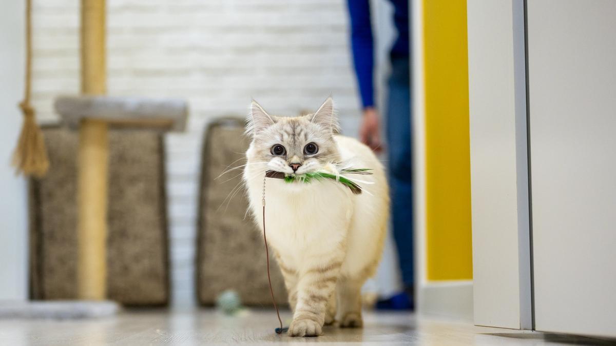 Día Internacional del Gato: Gadgets para tu felino