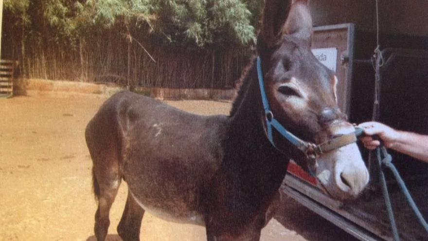 El animal, al ser rescatado de la finca en Costitx.