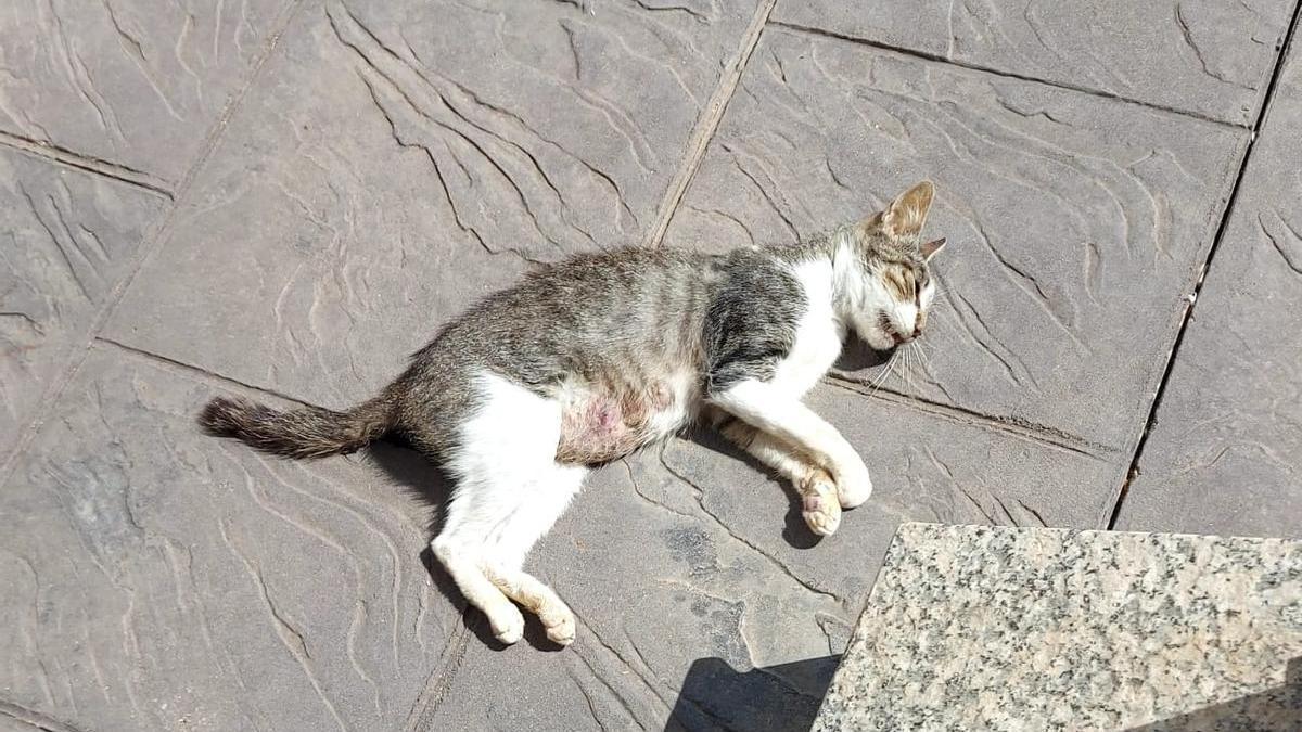 Uno de los animales envenenados en la zona litoral norte.