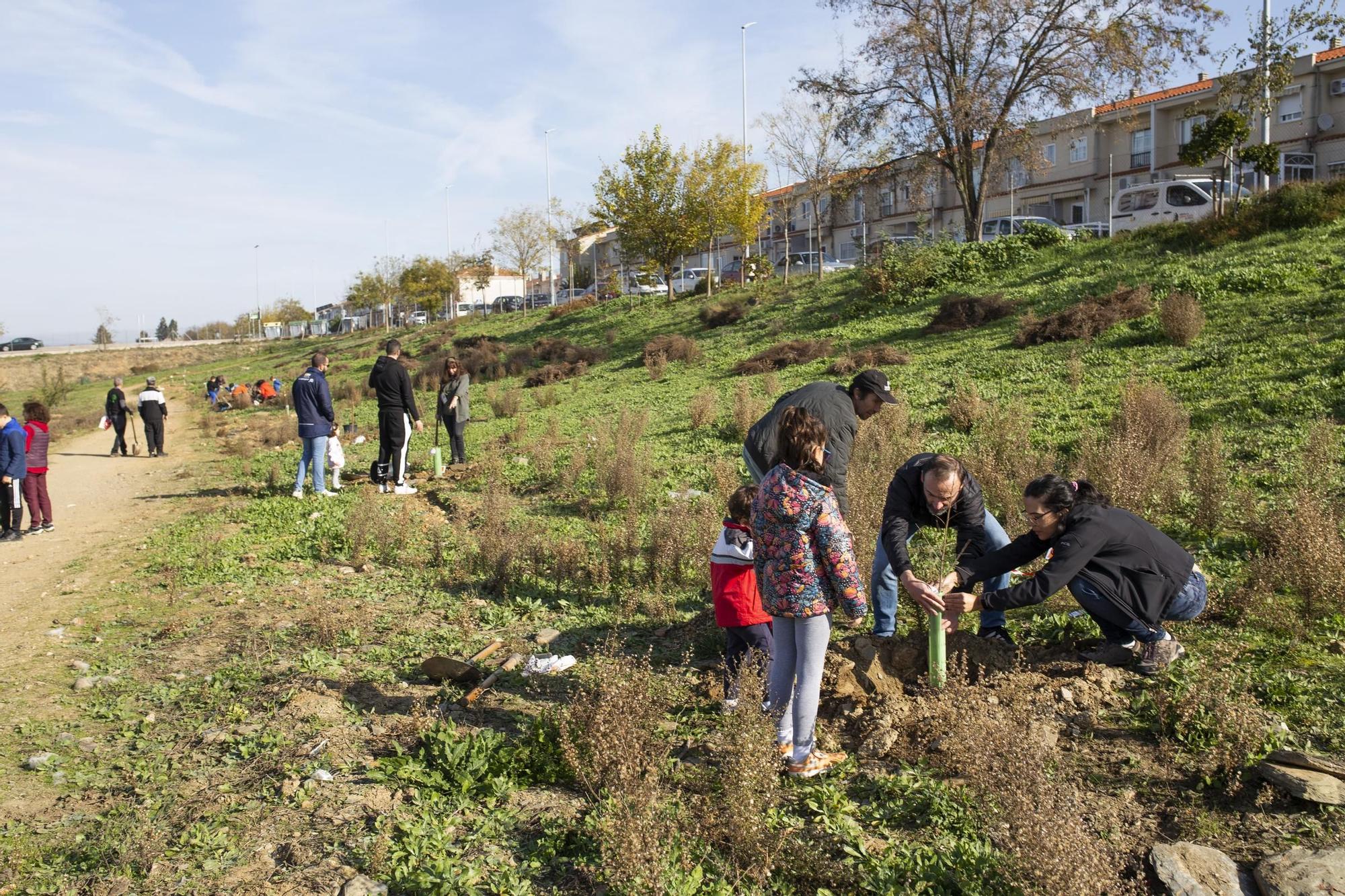 GALERÍA | Así ha sido la plantación de olmos en Cáceres El Viejo