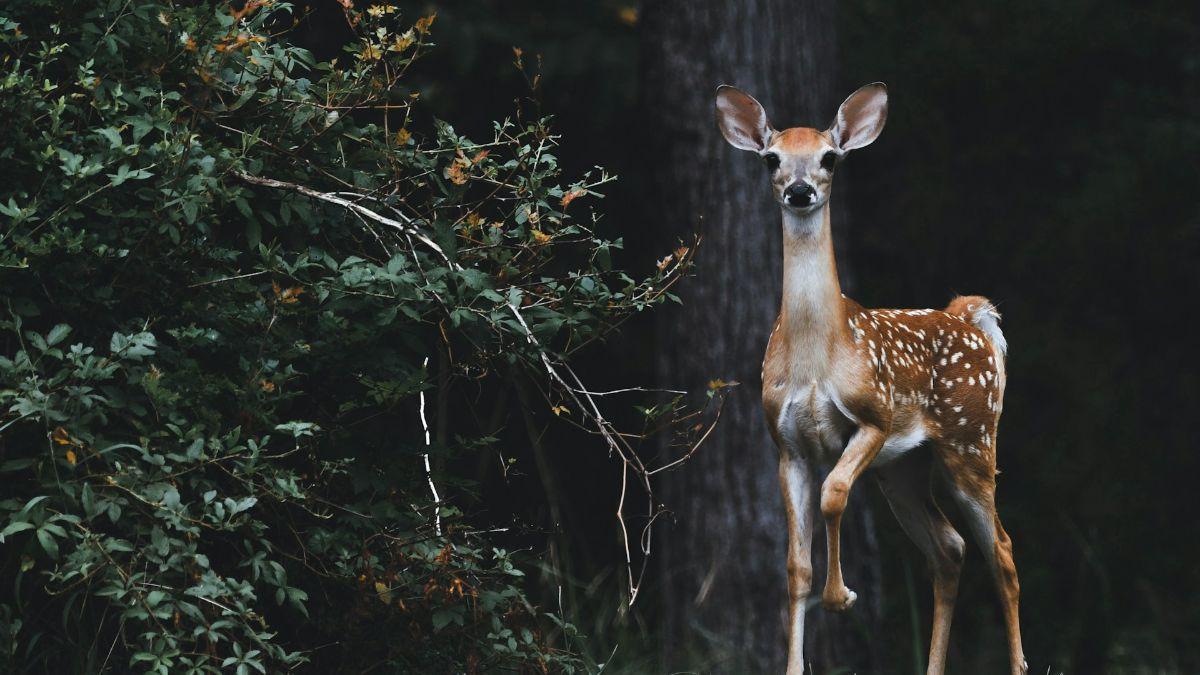 La investigación en bosques de Estados Unidos sugiere una señal visual complementaria a las feromonas.