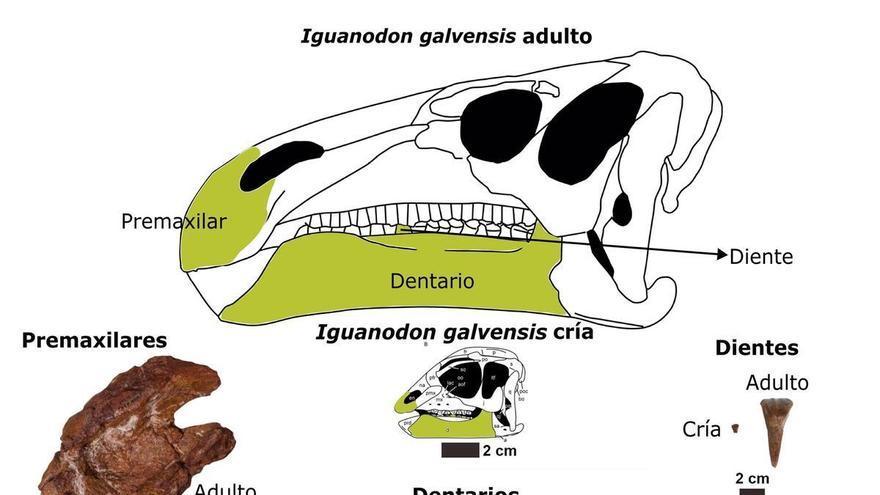 La 'guardería' de dinosaurios de Teruel revela cómo crecían los Iguanodon hace 125 millones de años