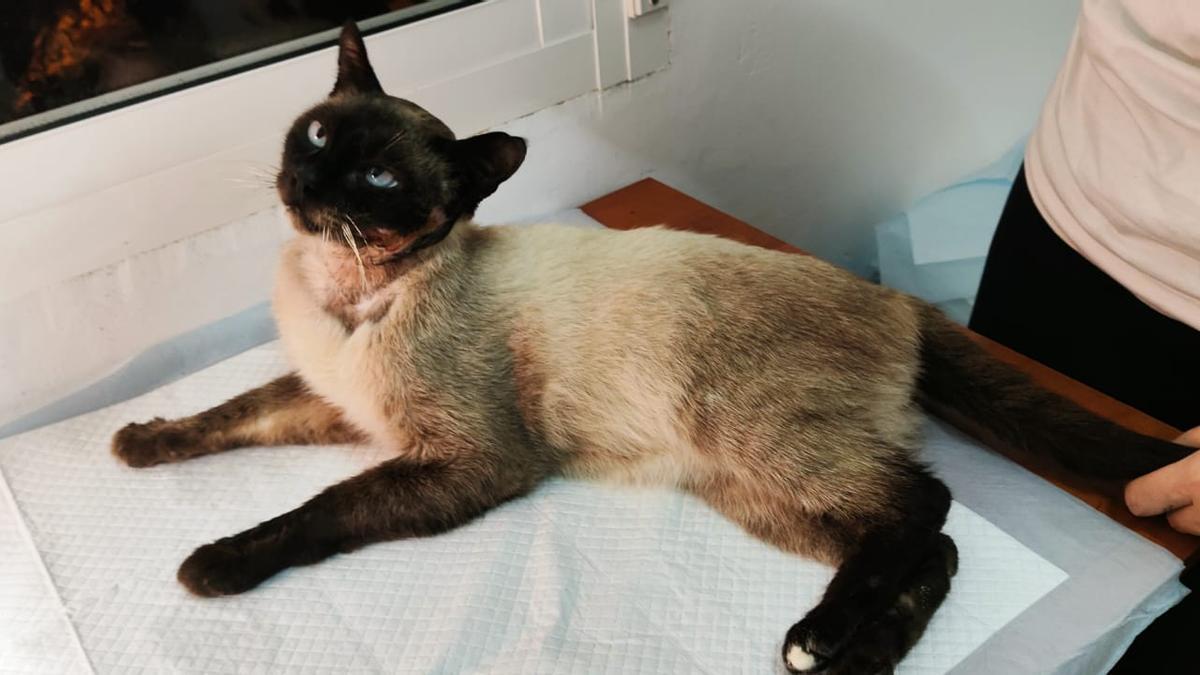 Pinto busca una adopción desde la protectora de Os Biosbardos.