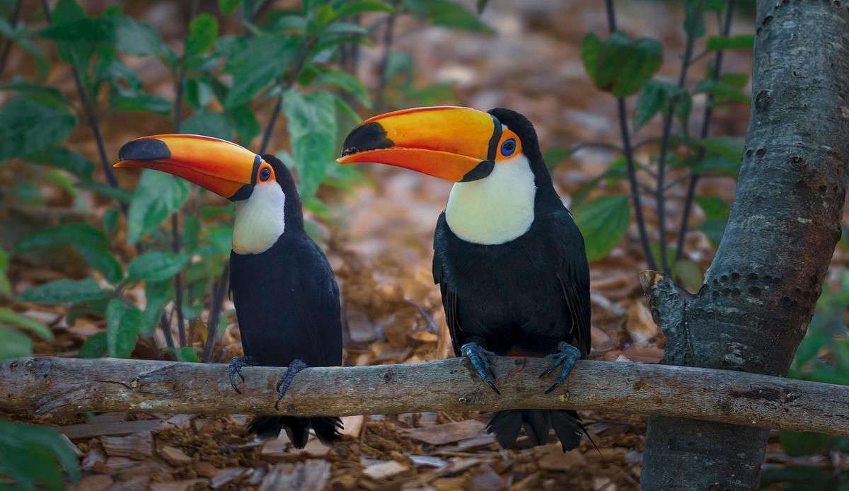 El calentamiento provoca el desplazamiento de animales silvestres