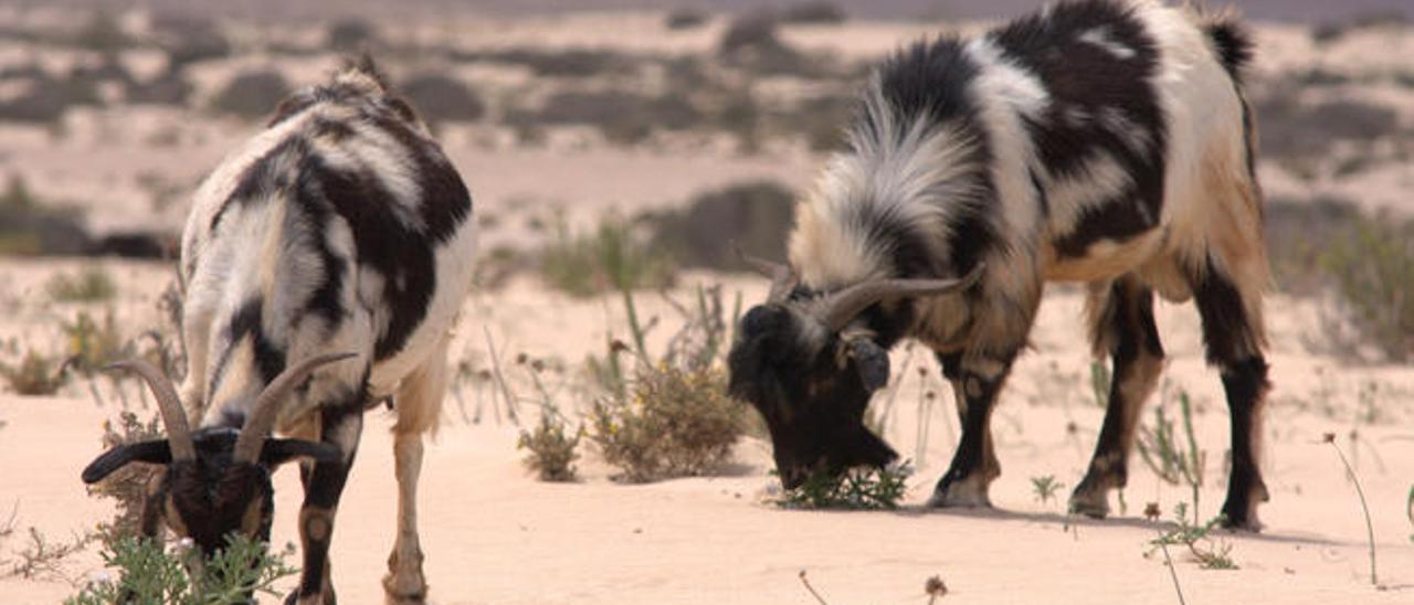 Cabras pastan en Fuerteventura.