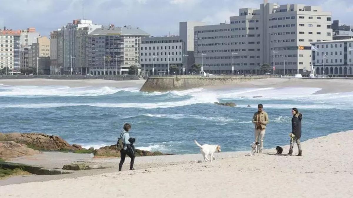Un grupo de personas pasea a sus mascotas en la playa de Riazor.