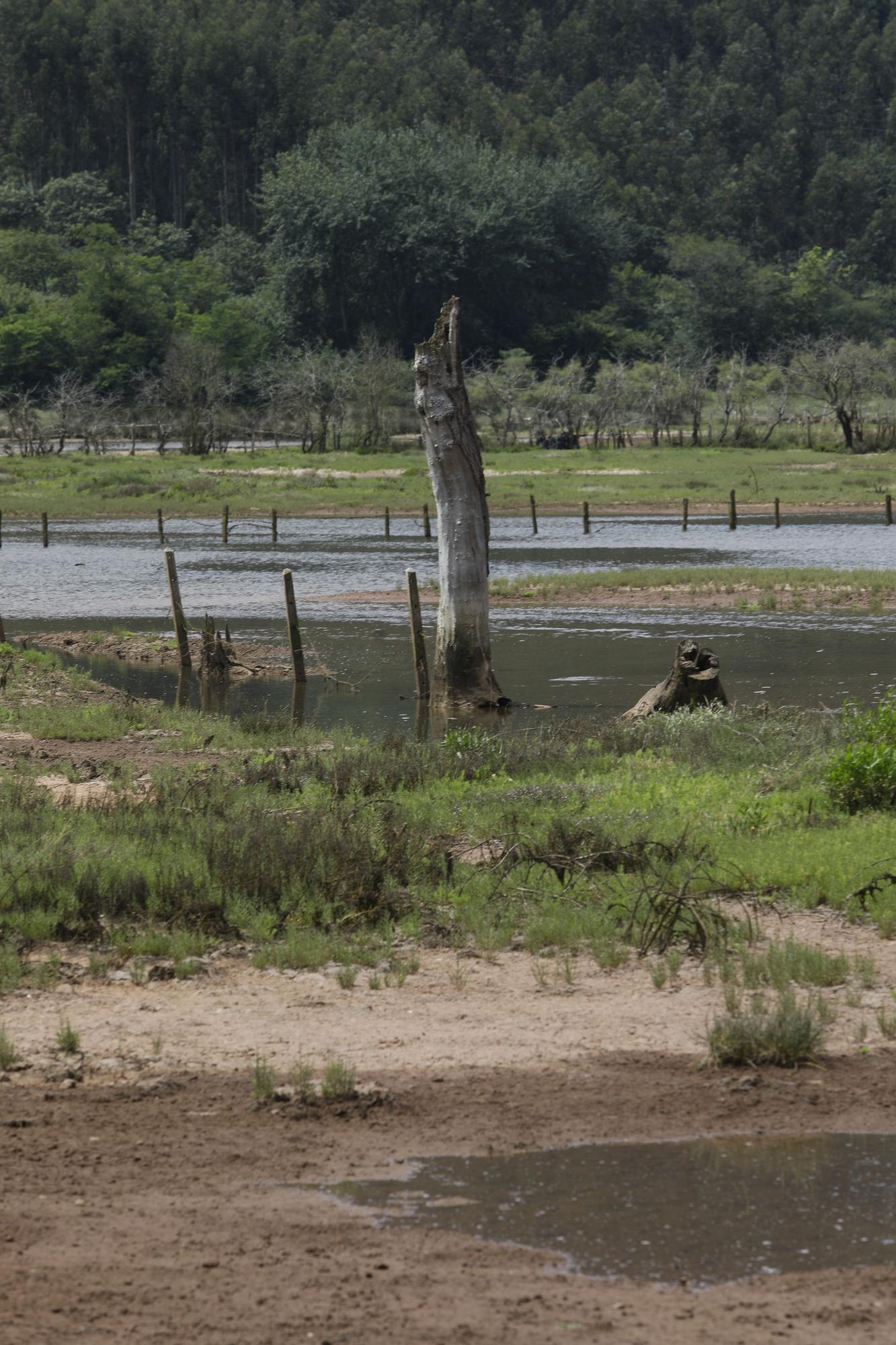 La ría de Villaviciosa se malbarata: la ruina de un entorno privilegiado asturiano