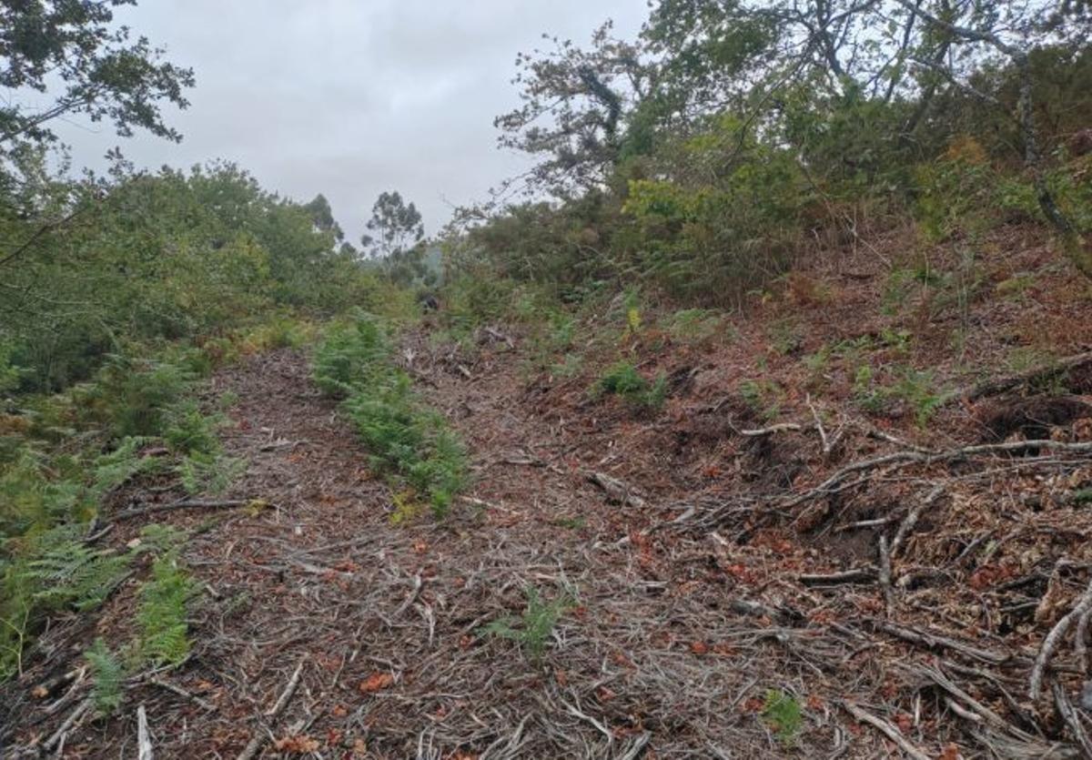 Devasa aberta recentemente no sitio arqueolóxico. |
