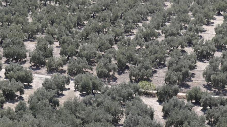 Olivar y naranja, los cultivos con mayor peligro si continúa la sequía