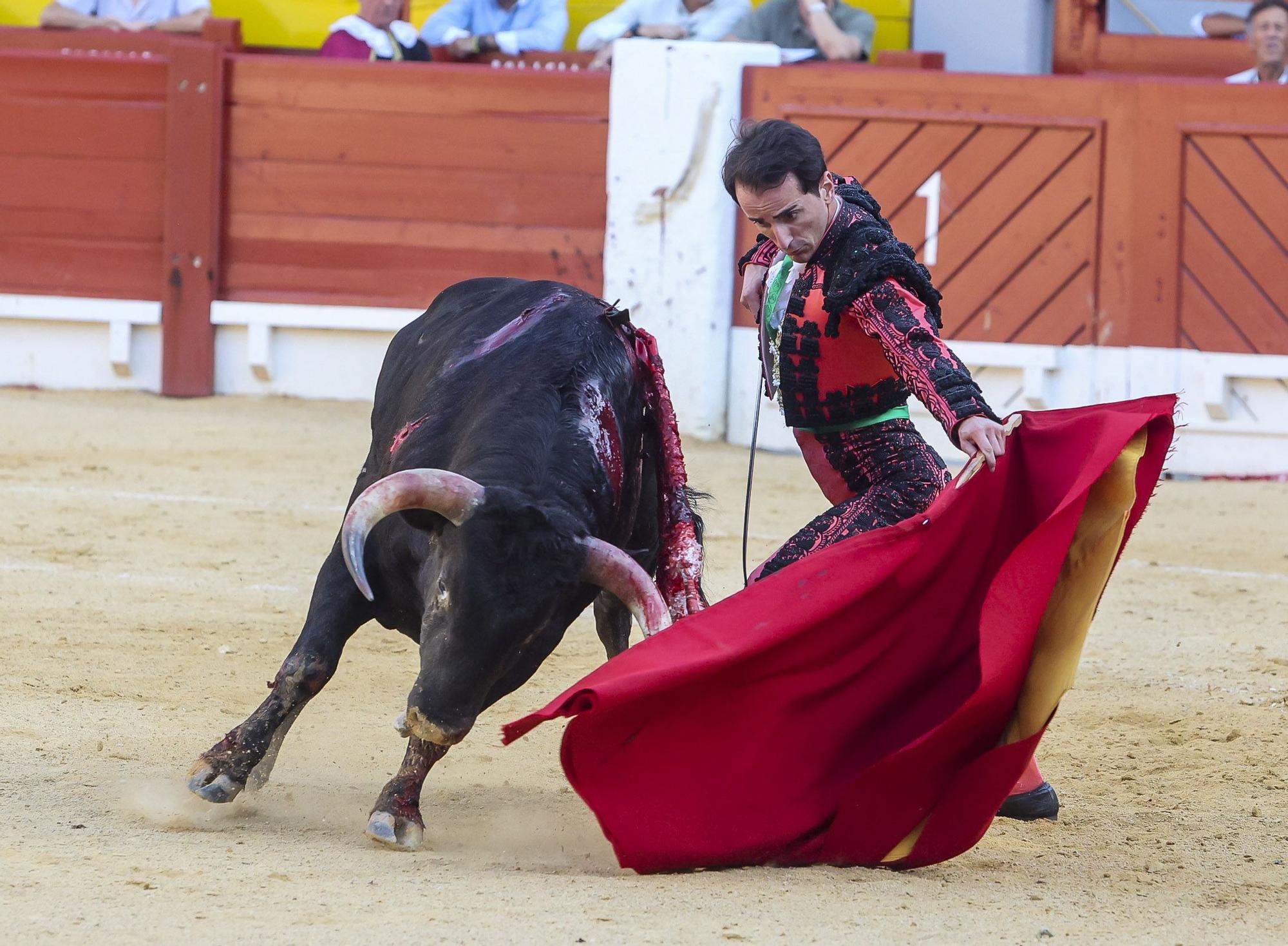 Novillada de Zacarías Moreno para cerrar la Feria de Hogueras