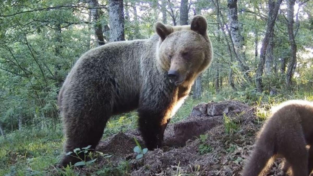 Un oso en el Parque Natural de las Ubiñas la Mesa en Asturias,