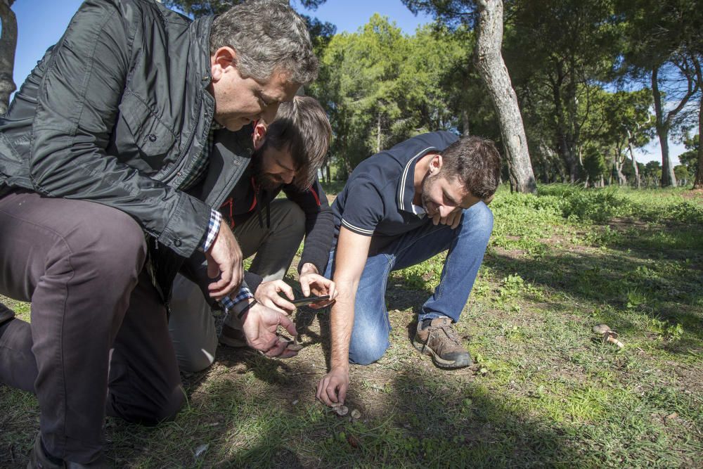 Aparición de setas venenosas en el Pinar de Castelló