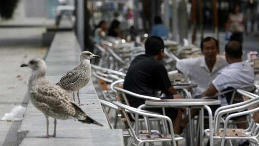 Una pareja de gaviotas en el paseo de Montero Ríos.