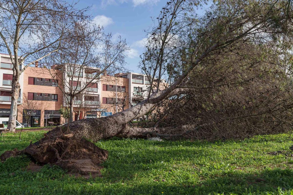 Efectos del temporal Leonardo a su paso por Mérida