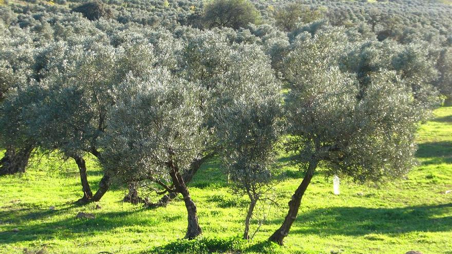 La Consejería de Agricultura abona el anticipo de la PAC de 2023 al sector agrario