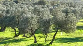La Consejería de Agricultura abona el anticipo de la PAC de 2023 al sector agrario