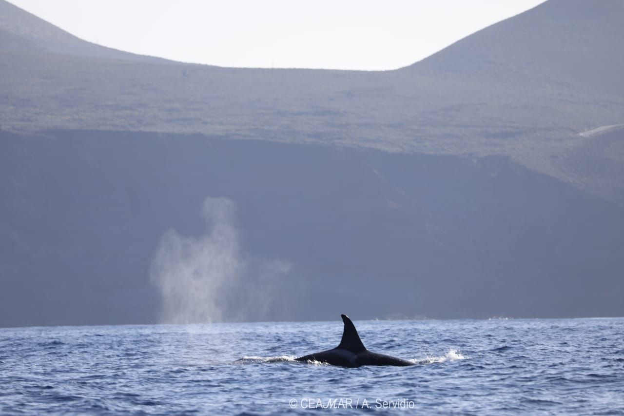 Avistamiento de orcas a unas tres millas de El Hierro